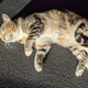 Image for article titled The Cats Of Kotaku